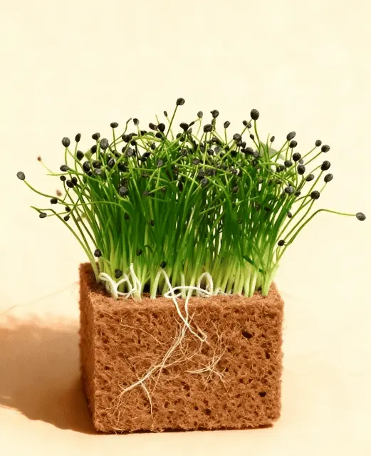 Chinese Chives – Garlic